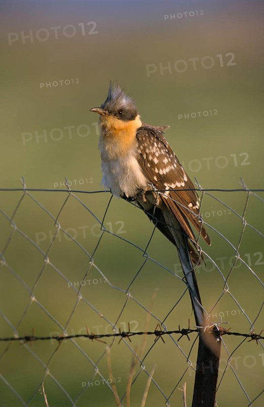 Great Spotted Cuckoo