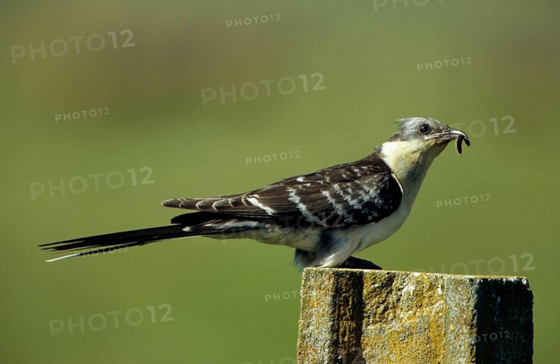 Jay Cuckoo
