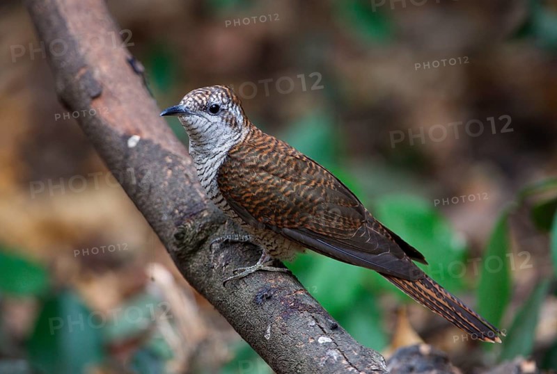Banded Bay Cuckoo
