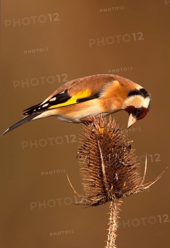 European goldfinch