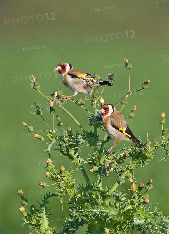European goldfinch