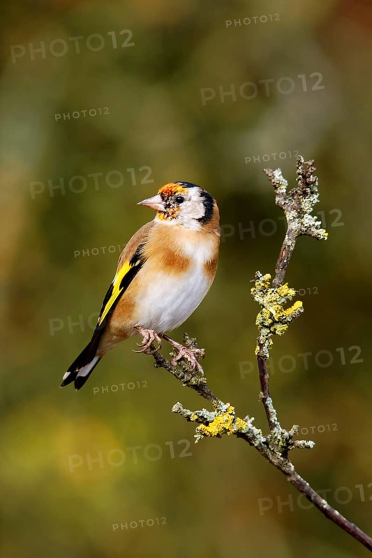 Young european goldfinch