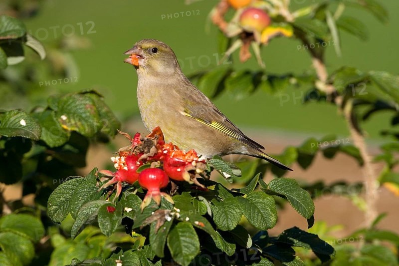 European greenfinch
