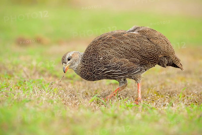Cape Francolin