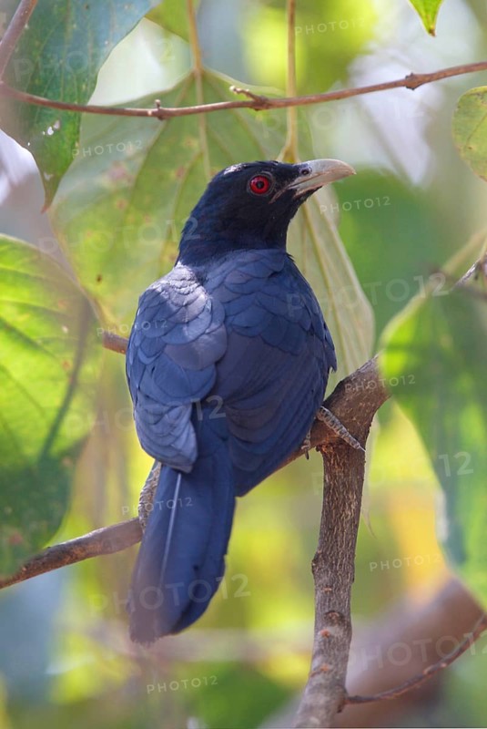 Asian Koel