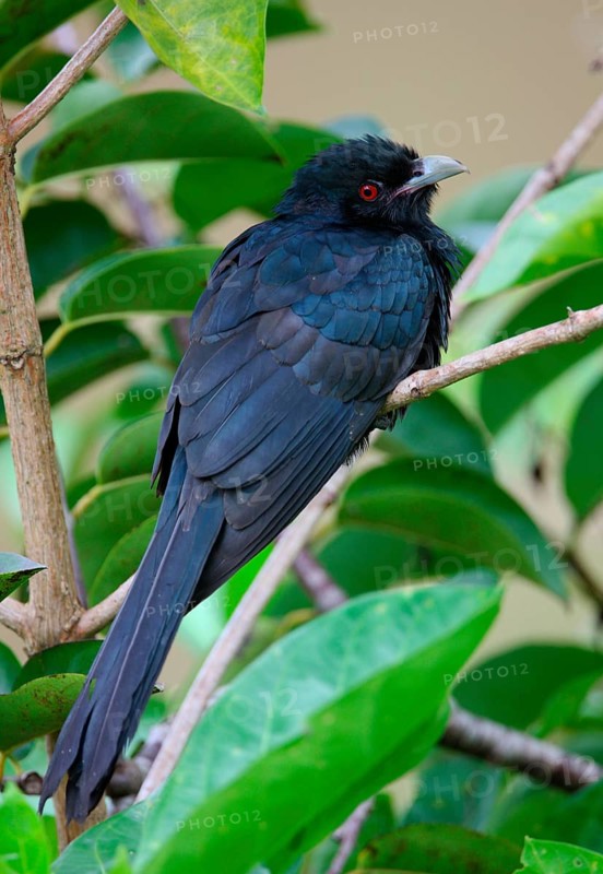 Asian Koel