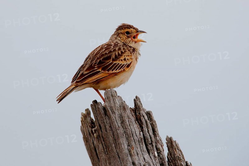 Australasian Lark