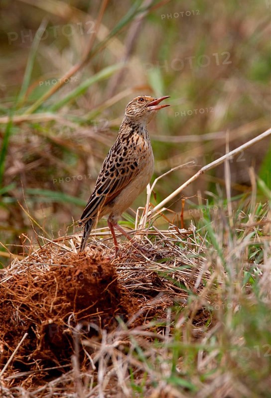 Red-winged Lark