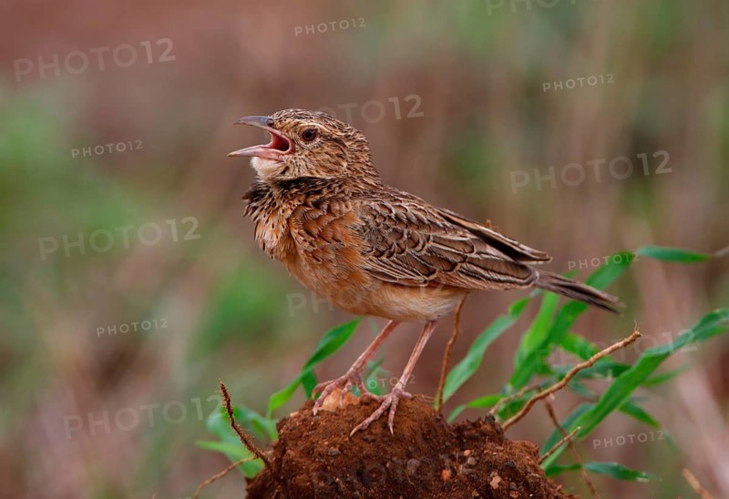 Red-winged Lark