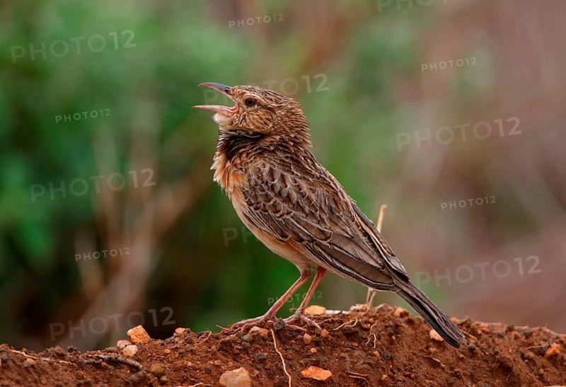 Red-winged Lark