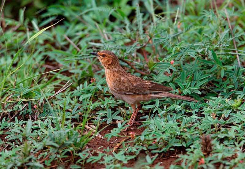 Pink-breasted Lark