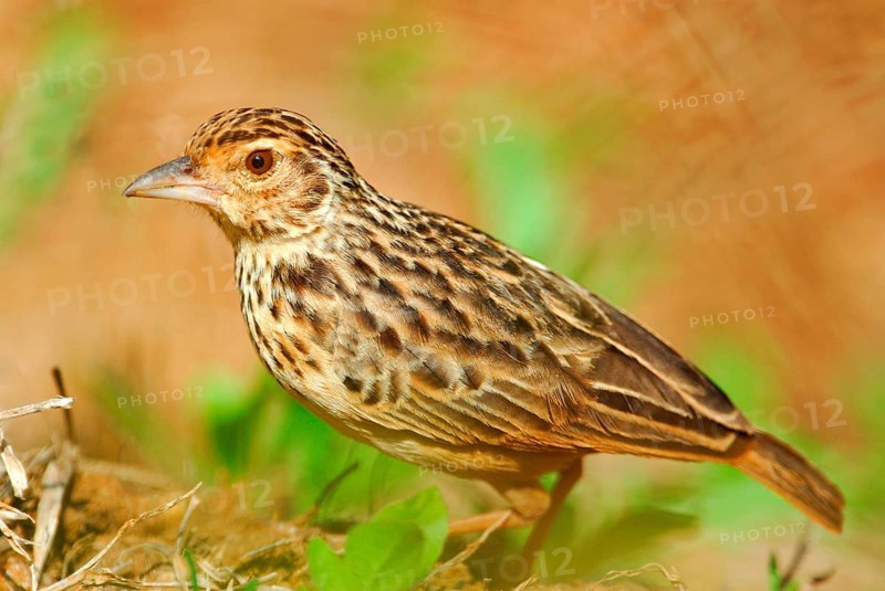 Adult bengal bush lark
