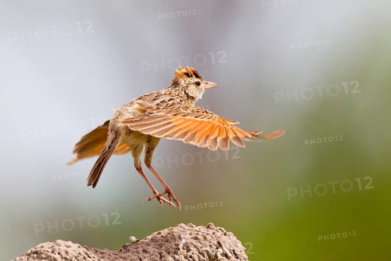 Rufous-naped lark