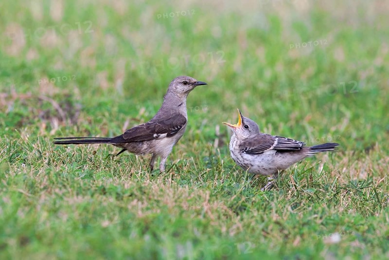 Northern Mockingbird
