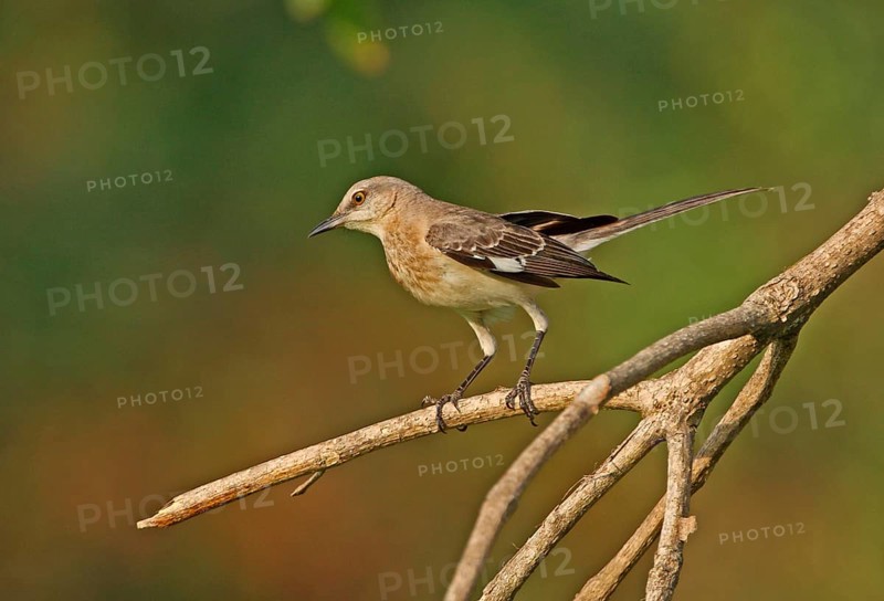 Northern Mockingbird