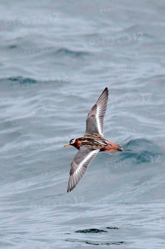 Grey Phalarope