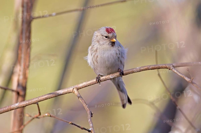 Arctic Redpoll