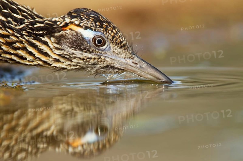 Greater Roadrunner