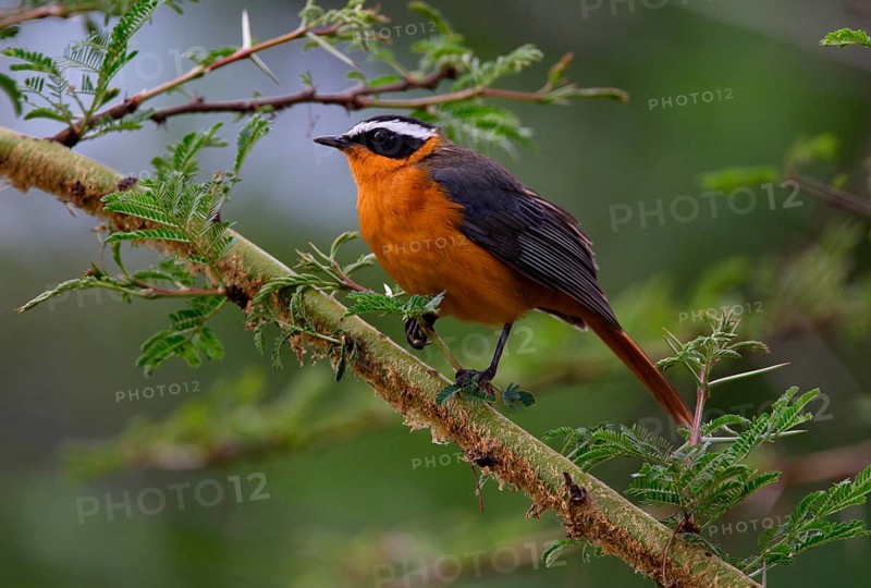 White-browed Robin Chat