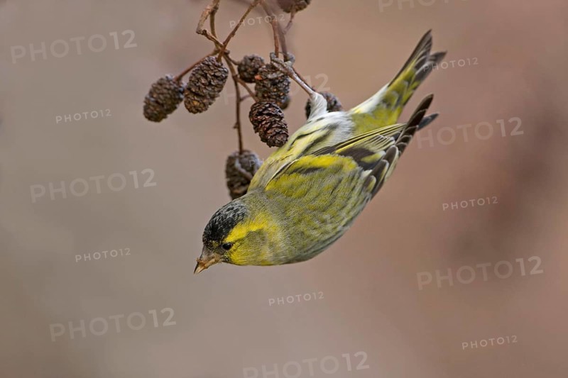 Siskin