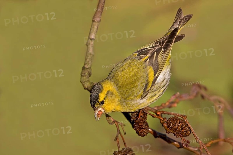 Siskin