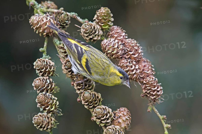 Siskin