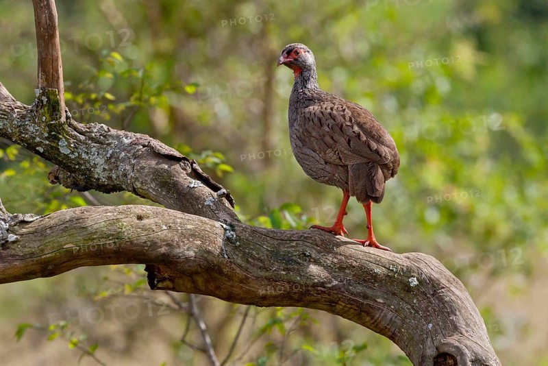 Pternistis afer