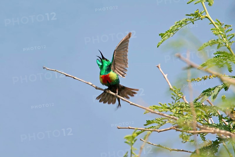 Beautiful Sunbird