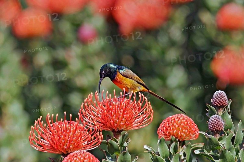 Orange-breasted Sunbird