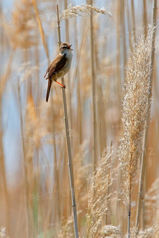 Paddyfield warbler