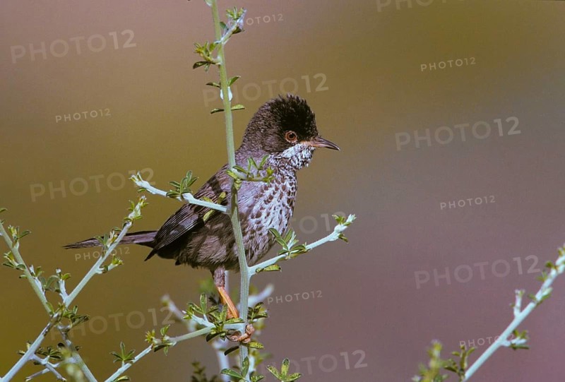 Cyprus warbler