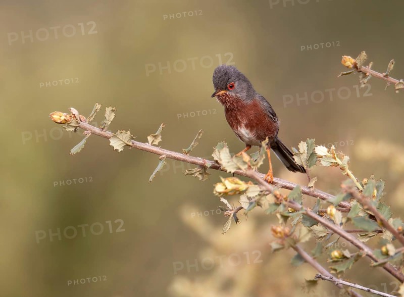 Dartford Warbler