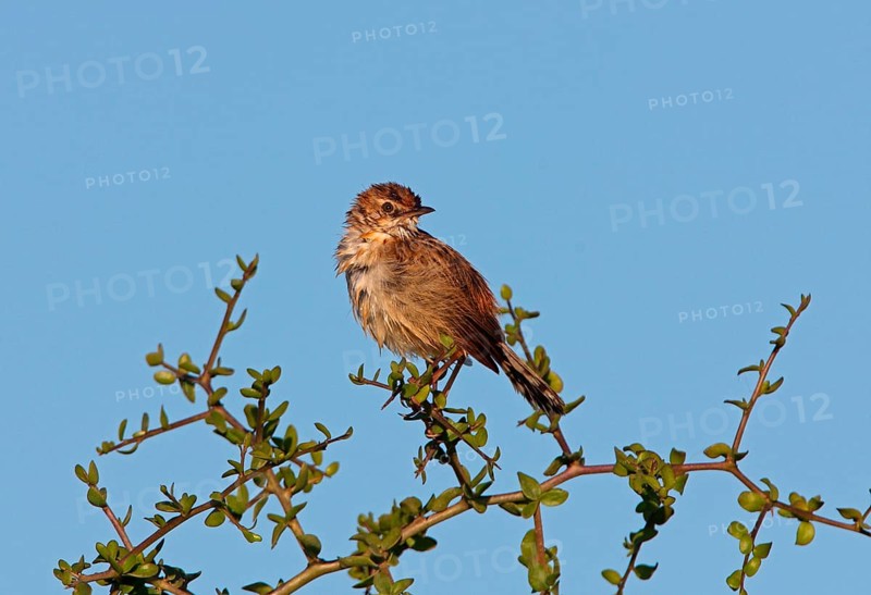 Cisticola
