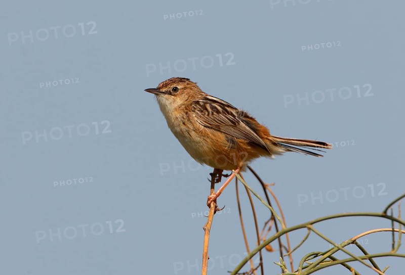 Cisticola