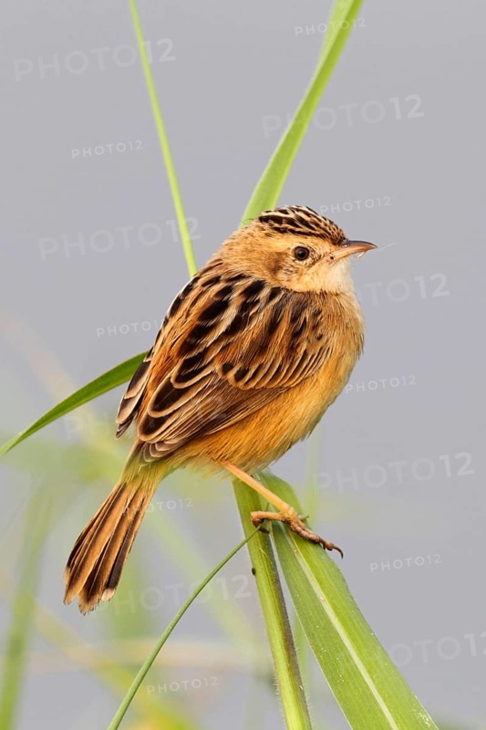 Fan-tailed warbler