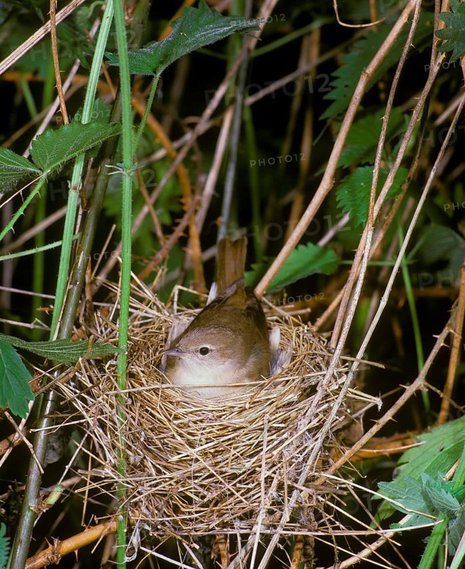 Garden Warbler