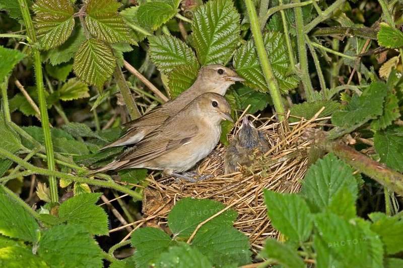Garden warbler