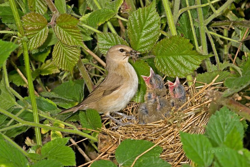 Garden warbler