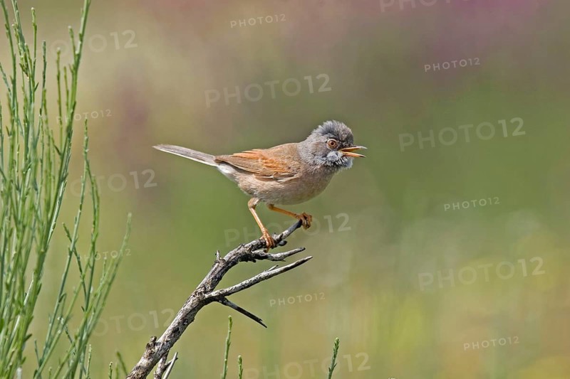 Spectacled warbler