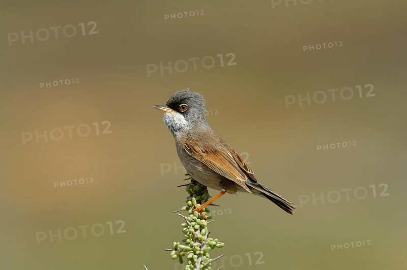 Spectacled Warbler