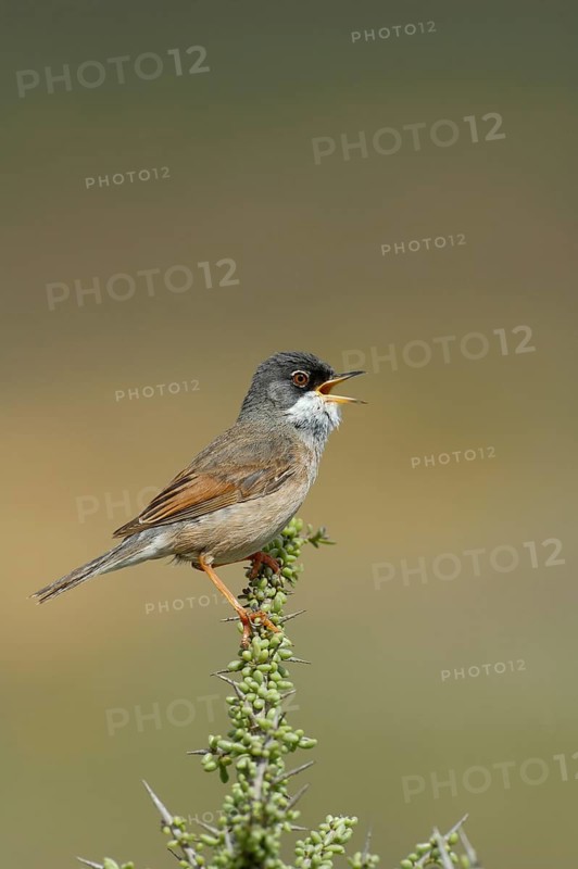 Spectacled Warbler