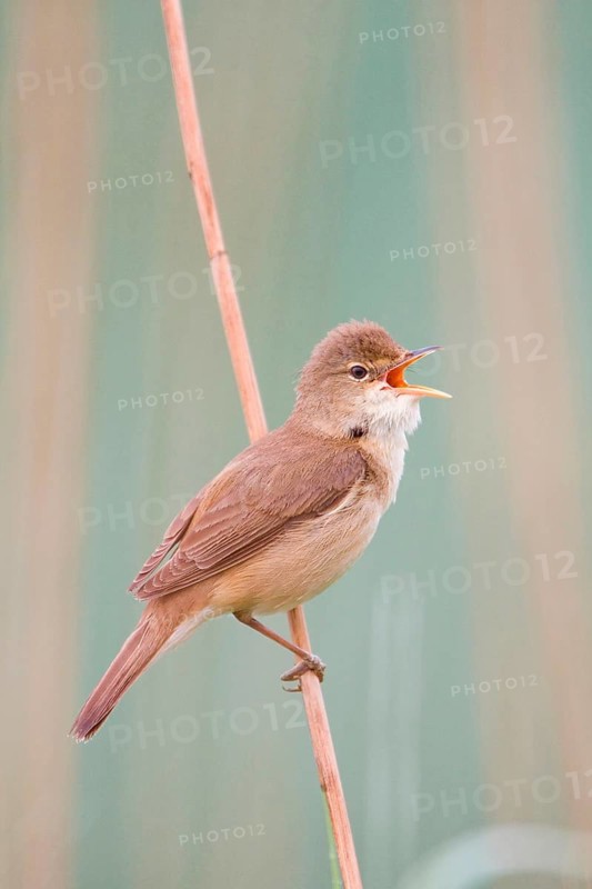 Reed warbler