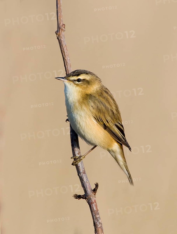 Sedge warbler