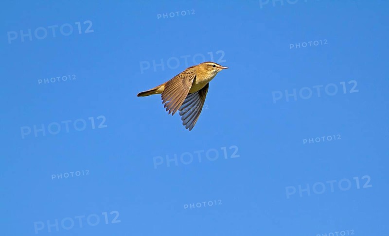 Sedge Warbler