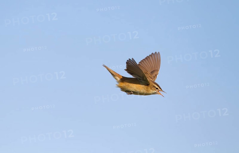 Sedge Warbler