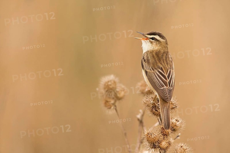 Sedge warbler