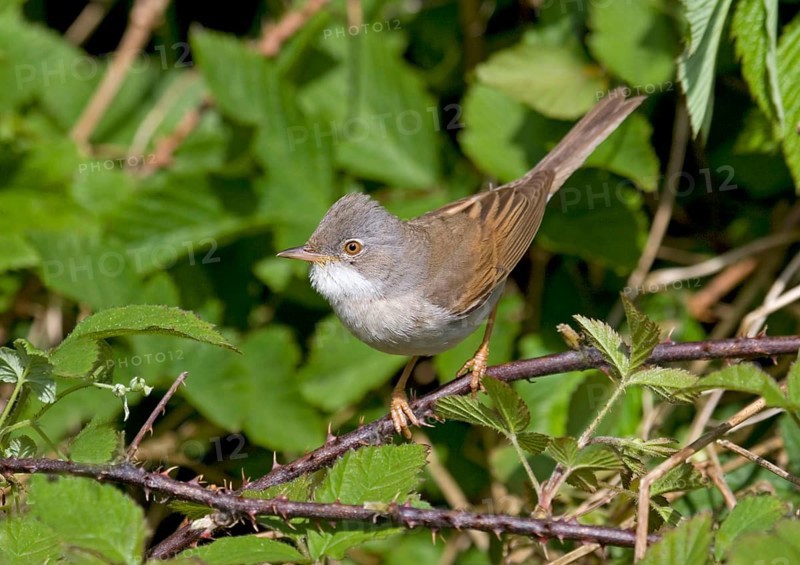 Common whitethroat