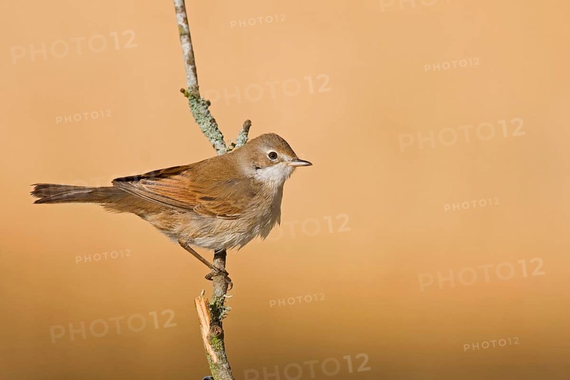 Common whitethroat