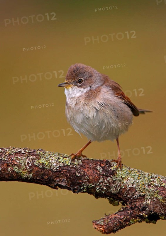 Common whitethroat
