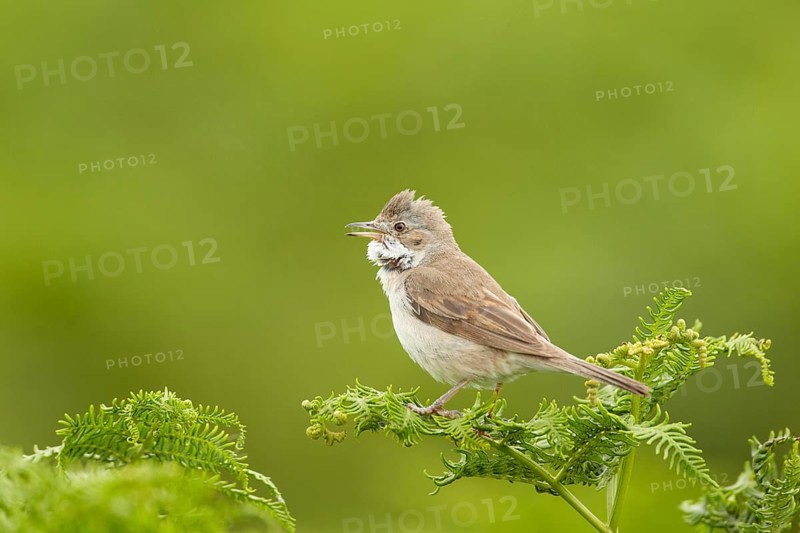 Common Whitethroat